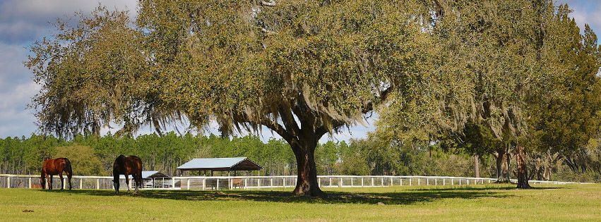 HFFbannerPhoto Photo Credit: Horse Farms Forever