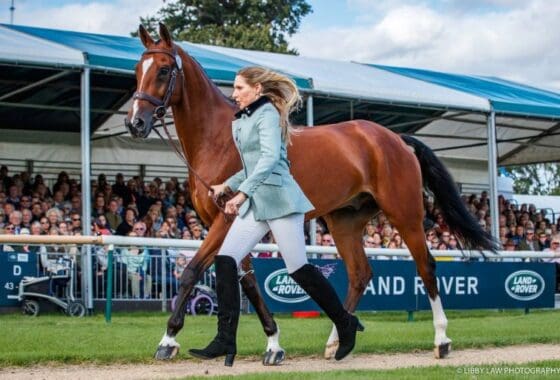 Deniro Z was well behaved during the trot up! Gorgeous photo by Libby Law on behalf of US Eventing.