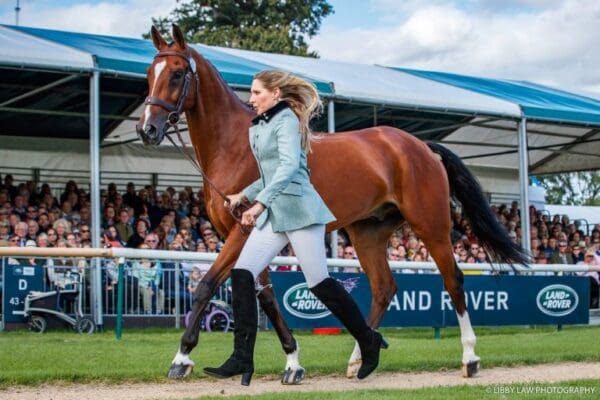 Deniro Z was well behaved during the trot up! Gorgeous photo by Libby Law on behalf of US Eventing.