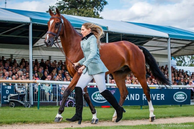 LizTrotLibbyLaw-768x512 Deniro Z was well behaved during the trot up! Gorgeous photo by Libby Law on behalf of US Eventing.