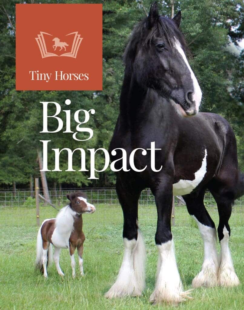 Miniature-Horse-and-Clydsdale A Miniature Therapy Horse Named Scout and a Large Friend
