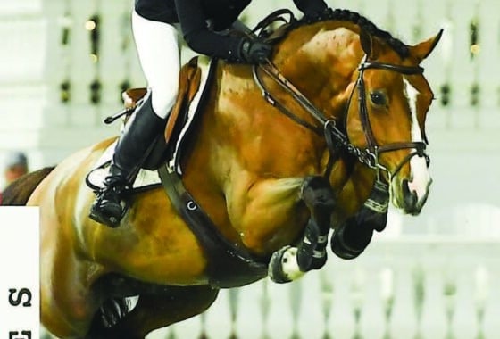 Lauren Balcomb and ‘Dini’ competing at the World Equestrian Center in Ocala, Florida.