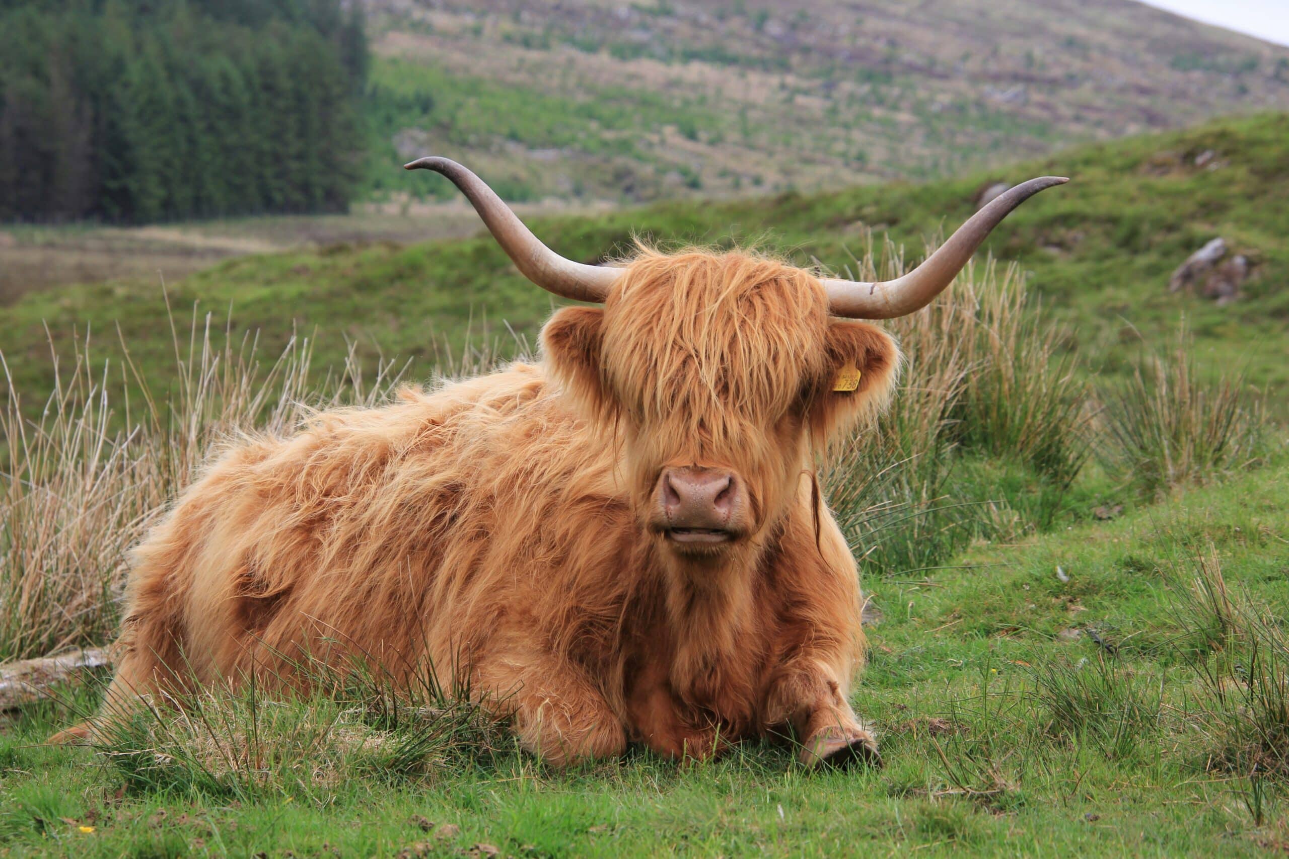 Brown Highland Cow in grass pasture