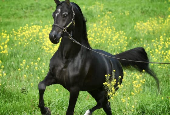 Black Arabian horse running in a lush green field