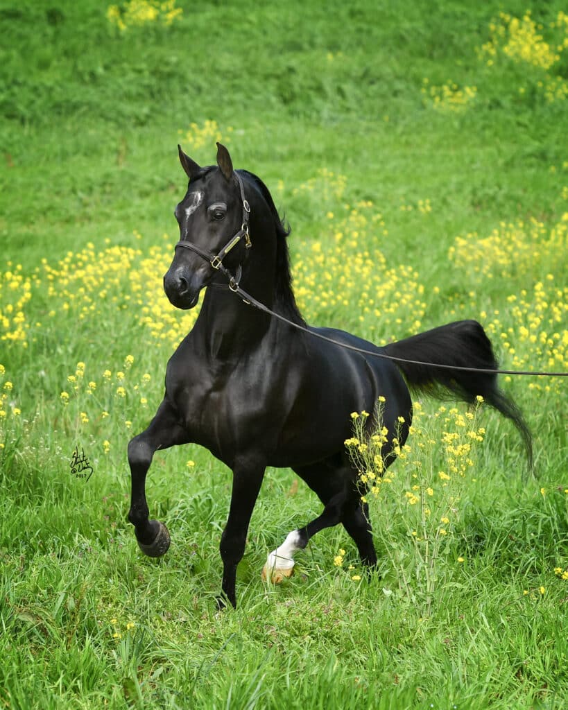 Black Arabian horse running in a lush green field