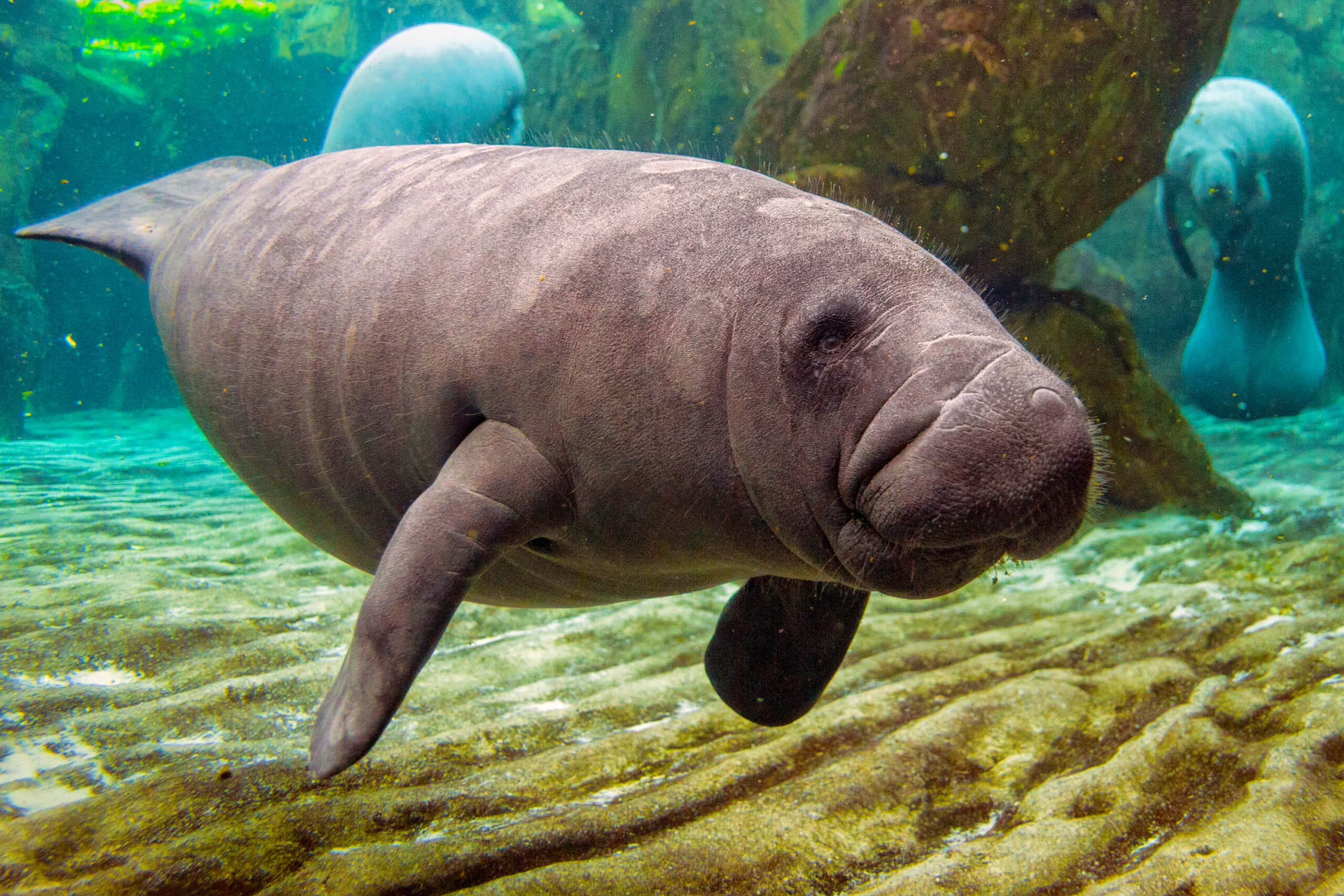 young manatee close up portrait underwater