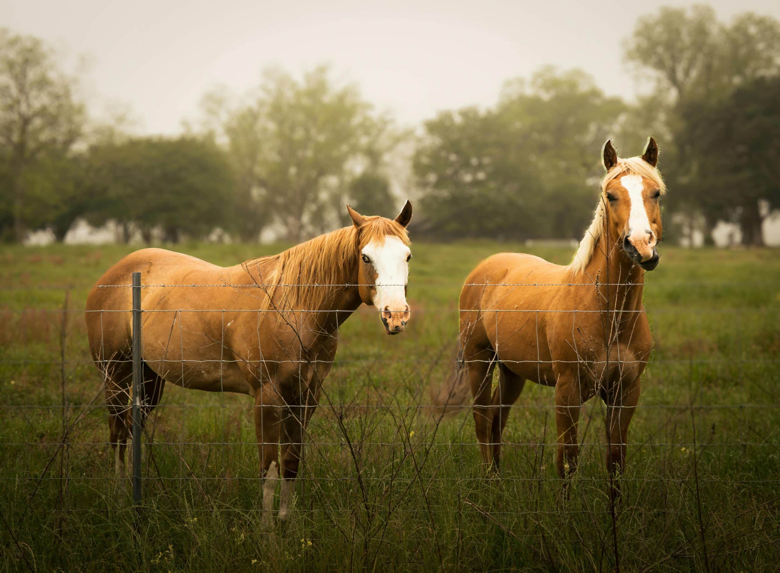 2 horses in field