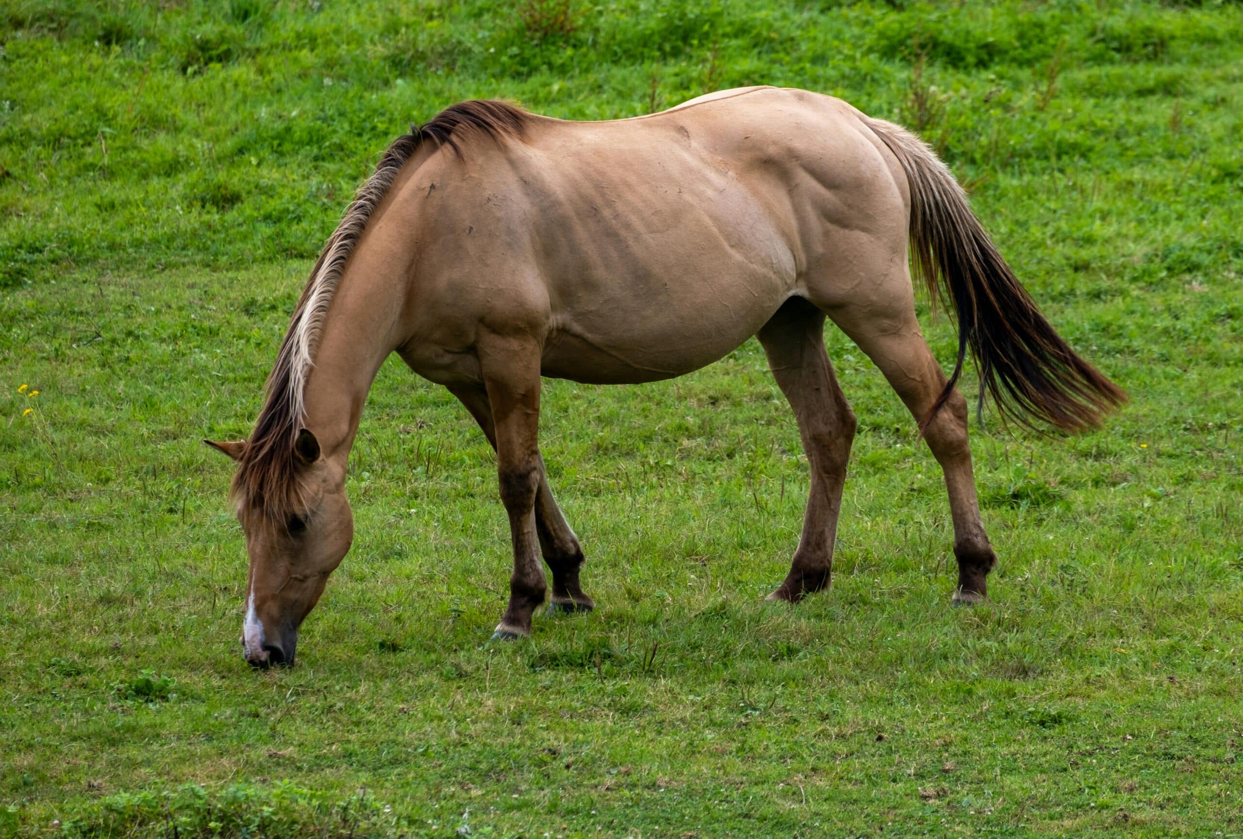 Light grey horse feeding in green field