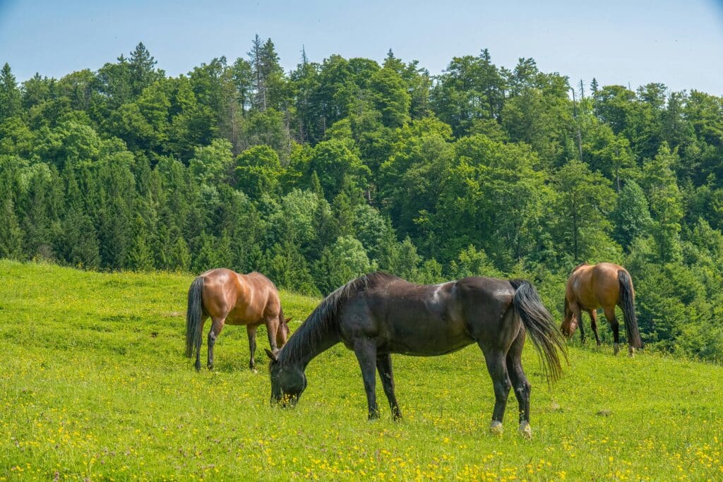3 horses in a green pasture