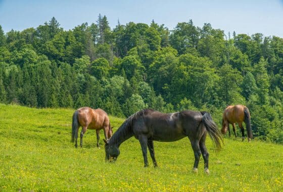 3 horses in a green pasture