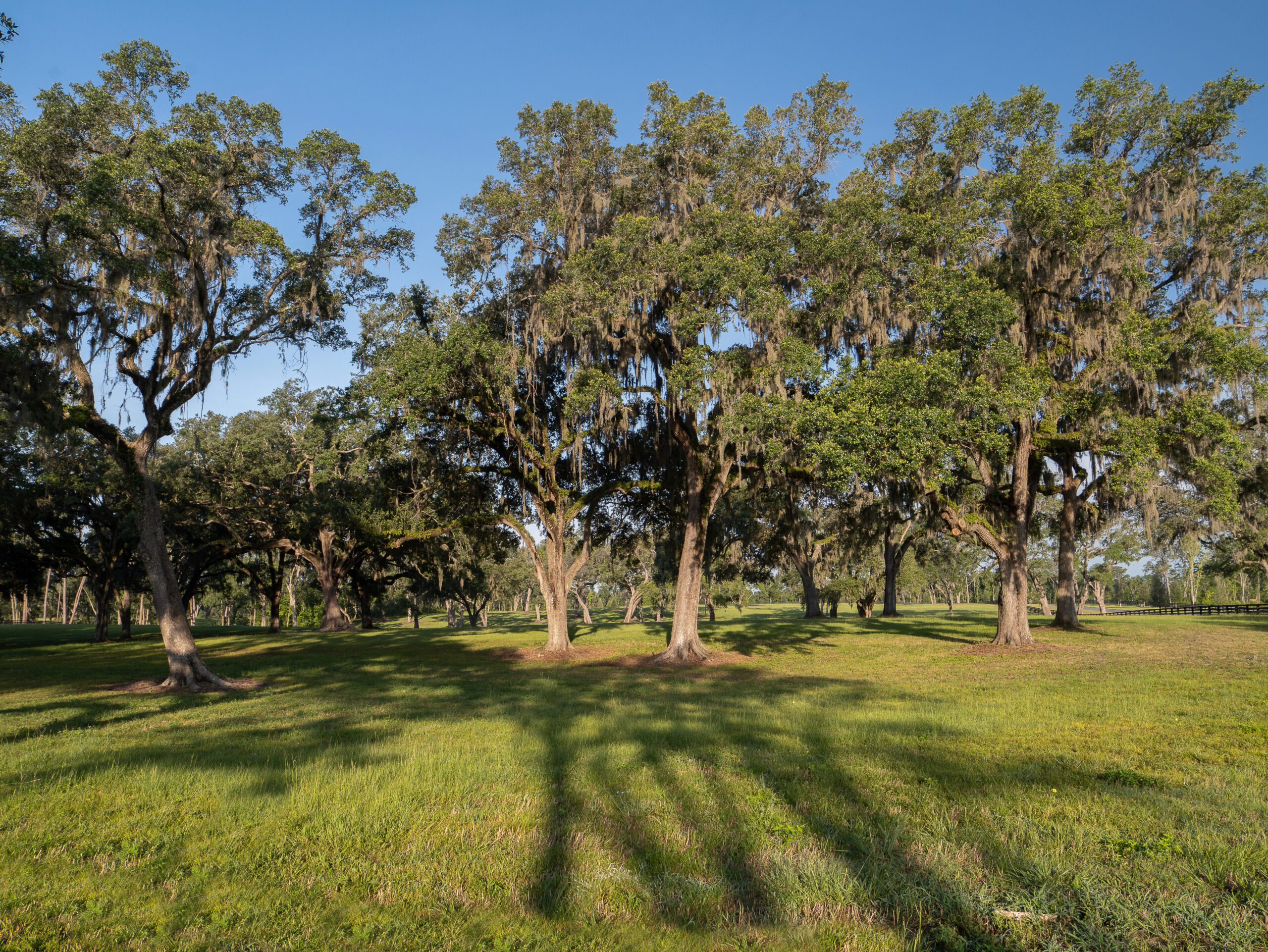 SilverOak_21_print