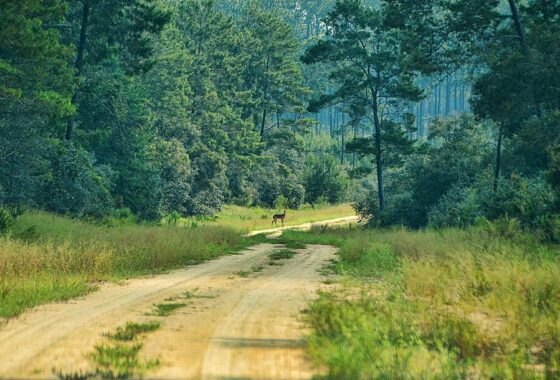 1024px-Ocala_National_Forest,_Ocala,_Florida,_US