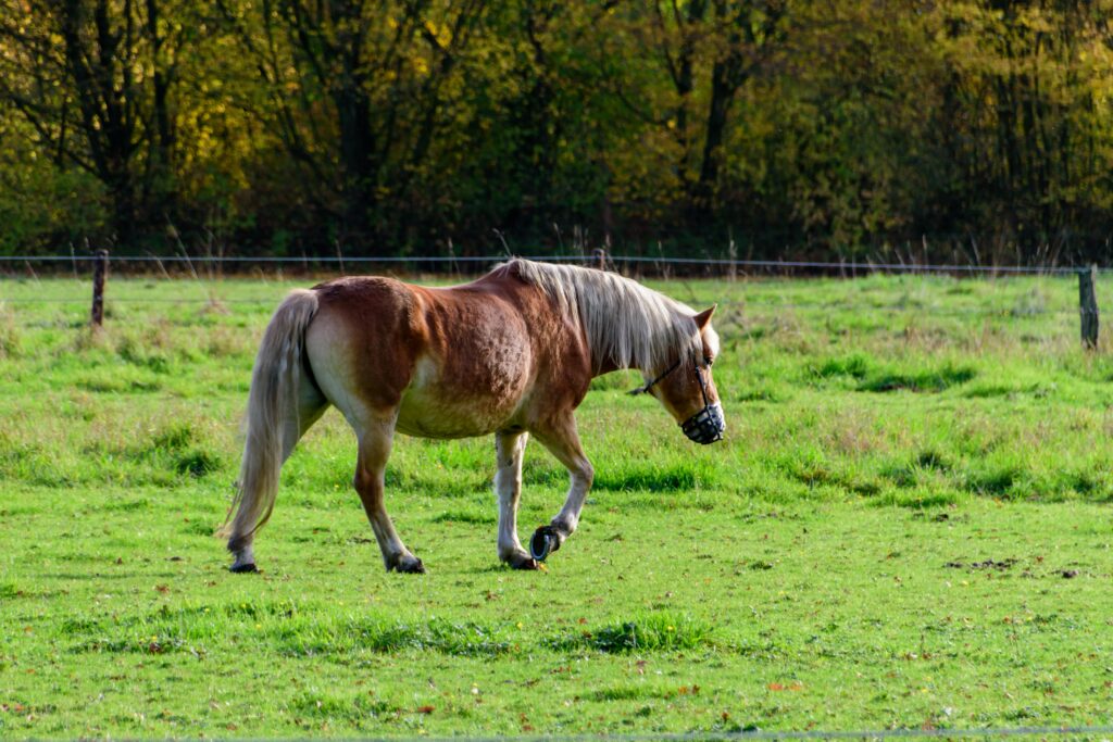 pexels-strannik-sk-34798737