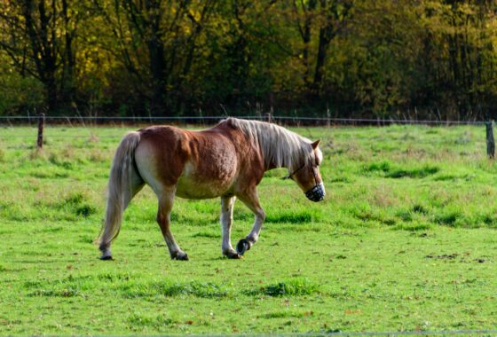 pexels-strannik-sk-34798737