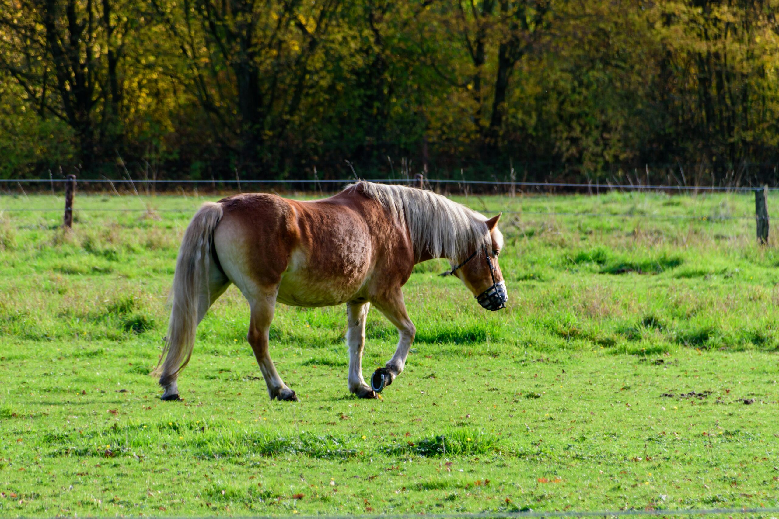 Liz Halliday-Sharp and Deniro Z prepare for Kentucky | Ocala Horse  Properties