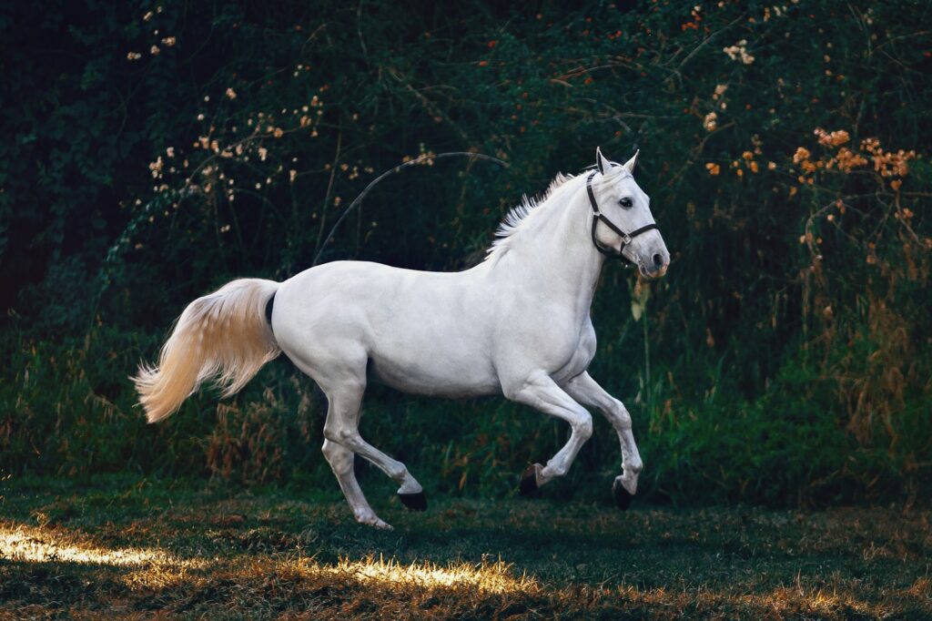 Golden Ocala Golf and Equestrian Club - luxury equestrian estate in Ocala FL