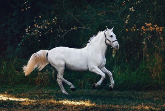 Golden Ocala Golf and Equestrian Club - luxury equestrian estate in Ocala FL