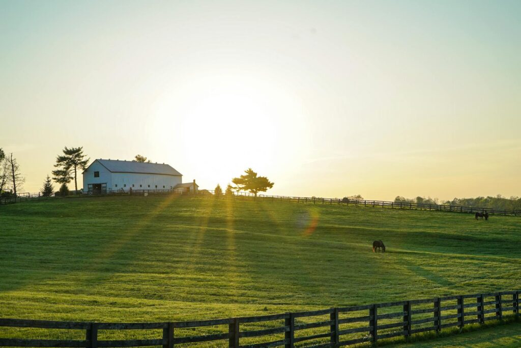 Horse farm at sunrise with board fencing in Ocala Downs equestrian community