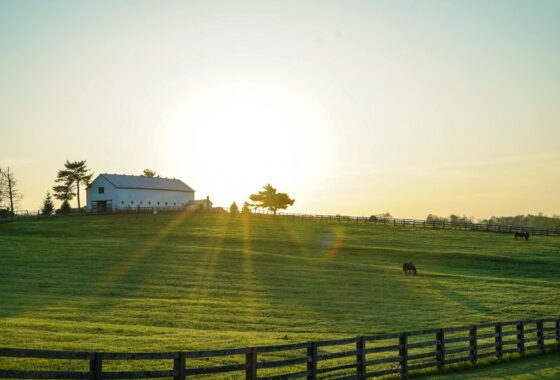 Horse farm at sunrise with board fencing in Ocala Downs equestrian community