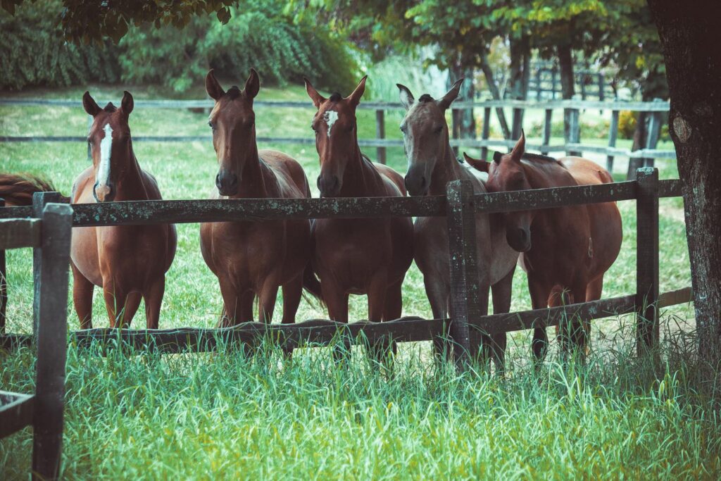 Horses at wooden fence in Turning Hawk Ranch equestrian community Ocala FL