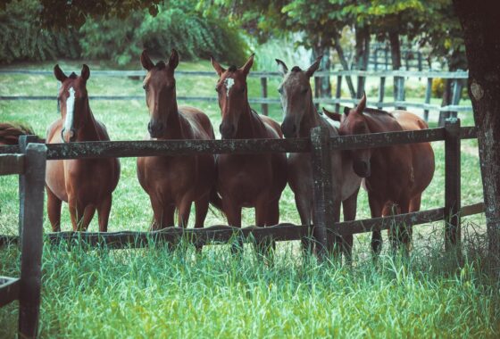 Horses at wooden fence in Turning Hawk Ranch equestrian community Ocala FL