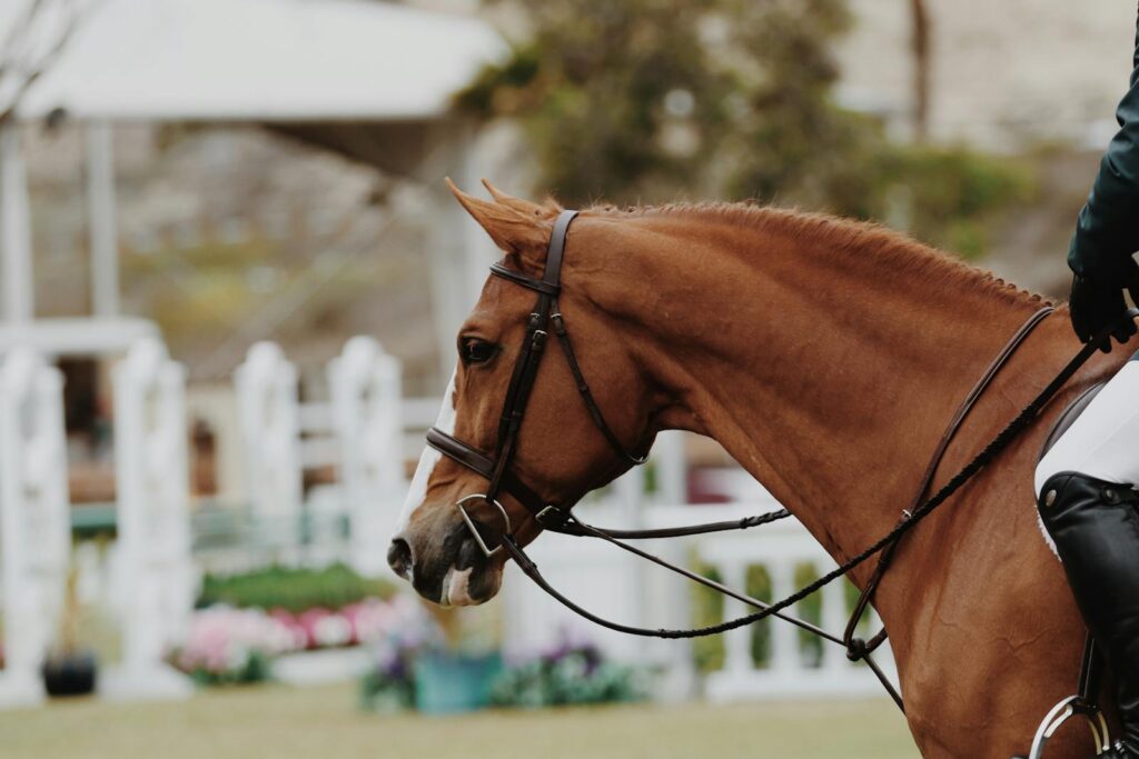 Show horse at World Equestrian Center competition arena Ocala FL
