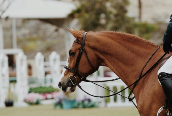 Show horse at World Equestrian Center competition arena Ocala FL