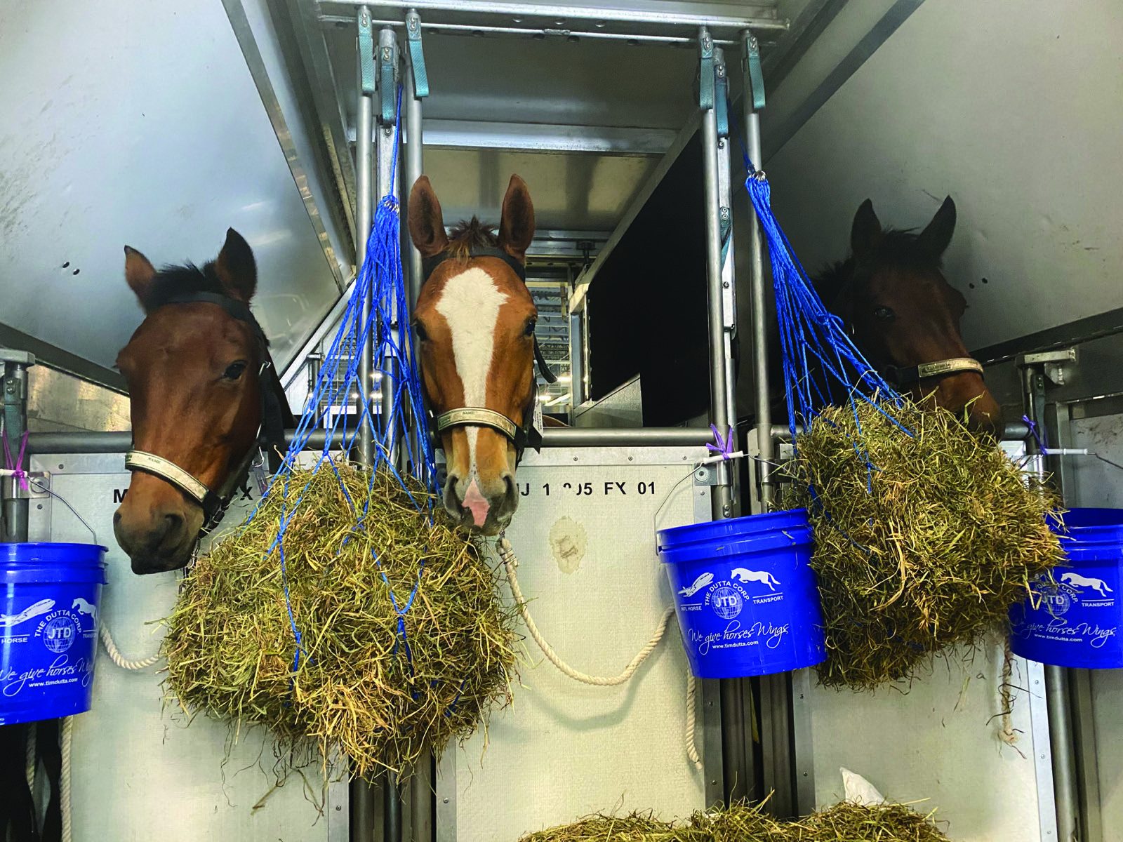 Three horses settled in air transport stalls with hay