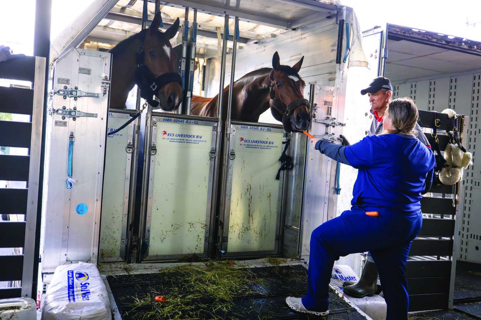 A Dutta Corp handler offers carrots to a horse
