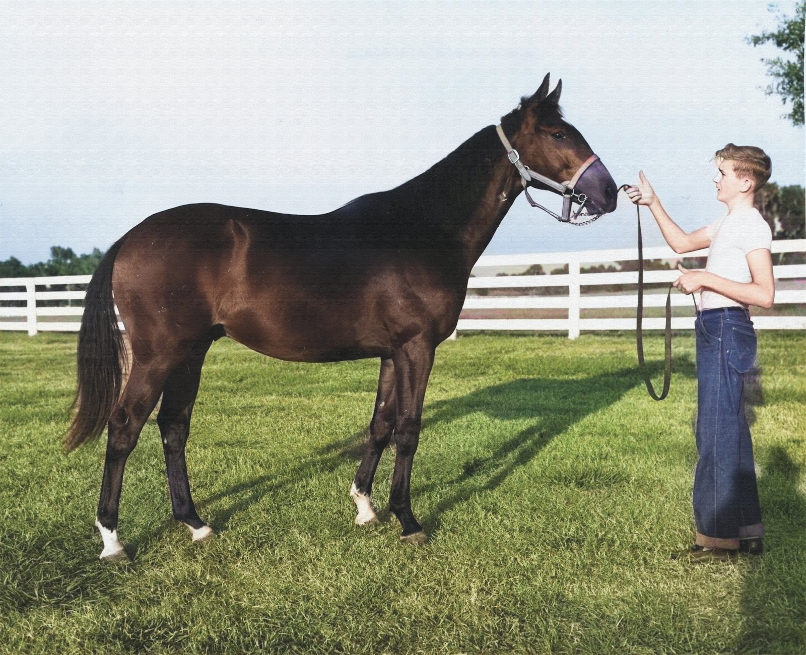 Needles as a yearling with Frank Yates at Dickey Stables